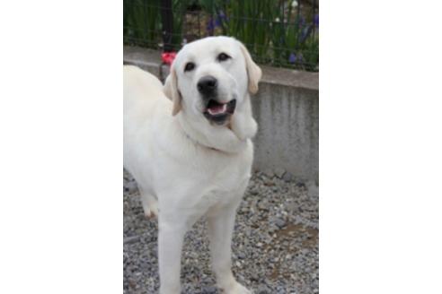 販売中のラブラドールレトリーバーの親犬